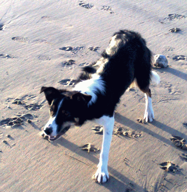 Astra at Godrevy - December 2008